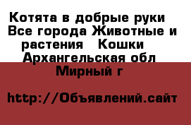 Котята в добрые руки - Все города Животные и растения » Кошки   . Архангельская обл.,Мирный г.